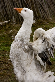 Hungarian Prints: Domestic Goose, Hungarian Frizzly Goose