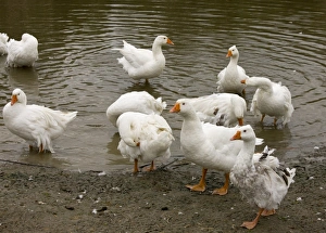 Hungarian Prints: Domestic Goose, Hungarian Frizzly Goose