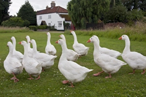 Flock Prints: Domestic Goose, Norwegian White