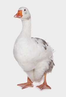 Domestic Goose, West of England Goose, adult, standing