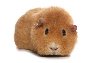 Cute Prints: Domestic Guinea Pig (Cavia porcellus) adult, standing