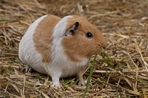 Bedding Prints: Domestic Guinea Pig (Cavia porcellus) adult