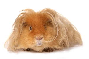 Domestic Guinea Pig (Cavia porcellus) adult, with long hair, standing