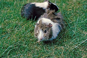 Lawns Prints: Domestic Guinea Pig (Cavia porcellus) two adults, standing on grass, England