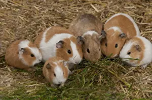 Bedding Prints: Domestic Guinea Pig (Cavia porcellus) adults and young