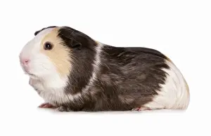 Domestic Guinea Pig (Cavia porcellus) tricolour adult, sitting