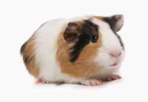 Domestic Guinea Pig (Cavia porcellus) tricolour baby, standing