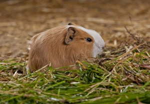 Bedding Prints: Domestic Guinea Pig (Cavia porcellus) young