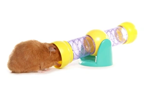 Rodent Prints: Domestic Hamster, adult, entering toy tunnel