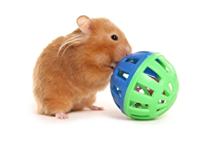 Rodent Prints: Domestic Hamster, adult, playing with toy