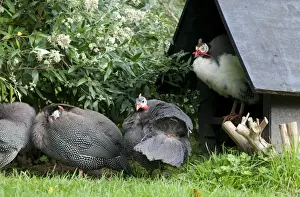 Guineafowl Prints: Domestic Helmeted Guineafowl (Numida meleagris) adults