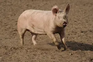Hogs Prints: Domestic Pig, adult, running in field on commercial freerange unit