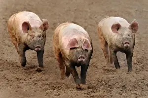 Hogs Prints: Domestic Pig, three adults, running in field on commercial freerange unit