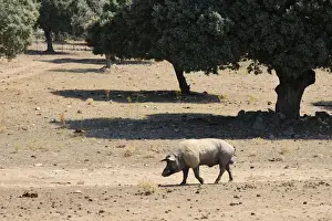 Domestic Pig, boar, walking in degraded dehesa habitat, since fighting bulls demand has lowered