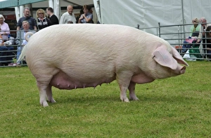 Champion Prints: Domestic Pig, British Lop sow, Bakers Actress A