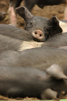 Funny Prints: Domestic Pig, British Saddleback piglets