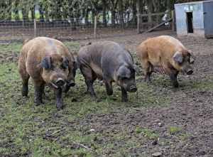 Hogs Prints: Domestic Pig, Duroc, boar and sows