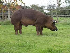 Domestic Pig, Duroc, boar, standing on grass, Chester, Cheshire, England, October