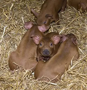 Indoor Prints: Domestic Pig, Duroc, piglets, laying on straw bedding, Chester, Cheshire, England, October