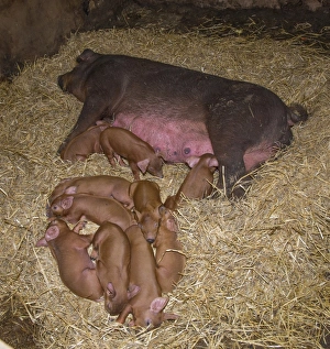 Indoor Prints: Domestic Pig, Duroc, sow and piglets