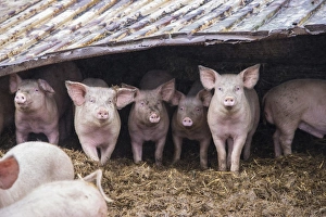 Straw Prints: Domestic Pig, fattening weaners