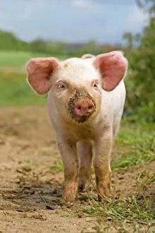 Special Prints: Domestic Pig, free-range piglet, standing, England