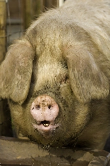 Domestic Pig, Gloucester Old Spot, adult, close-up of head, drinking at water trough, free-range pig, Cumbria, England