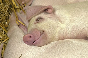 Domestic Pig, Gloucester Old Spot, piglets, sleeping, close-up of head, England