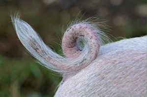 Domestic Pig, Gloucester Old Spot, piglet, close-up of curly tail, Oxfordshire, England, september