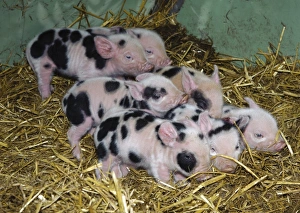Domestic Pig, Gloucester Old Spot piglets, litter on straw bedding in arc, Cumbria, England, november