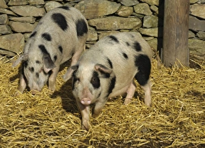 Size Prints: Domestic Pig, Gloucester Old Spot sows