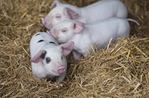 Straw Prints: Domestic Pig, Gloucester Old Spot x British Lop