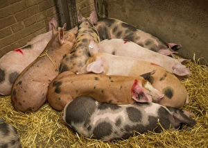 Straw Prints: Domestic Pig, Gloucester Old Spot x Pietrain