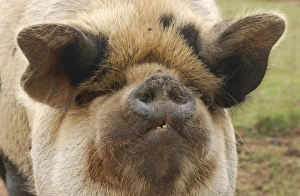 Domestic Pig, Kune Kune, adult, close-up of head, England