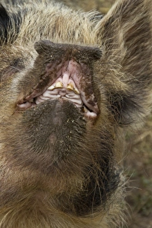 Teeth Prints: Domestic Pig, Kune Kune, close-up of open mouth