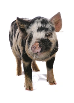 Hogs Prints: Domestic Pig, Kune Kune, piglet, standing