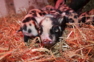 Warmth Prints: Domestic Pig, Kune Kune piglets, under heat lamp, England