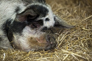Straw Prints: Domestic Pig, Kune Kune, sow, close-up of head