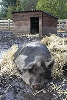 Bedding Prints: Domestic Pig, Kune Kune, sow, sleeping on straw in muddy paddock near shelter