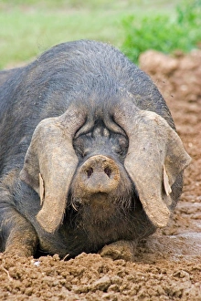 Domestic Pig, Large Black, free-range sow, close-up of head, wallowing in mud, England