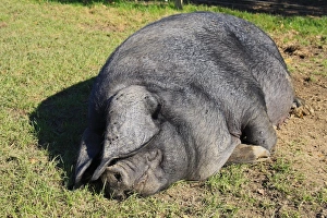 Hogs Prints: Domestic Pig, Large Black sow, resting in paddock