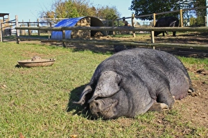 Domestic Pig, Large Black sow, resting in paddock, Museum of East Anglian Life, Stowmarket, Suffolk, England, october
