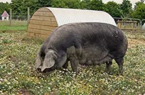 Paddock Prints: Domestic Pig, Large Black sow, standing in paddock beside arc