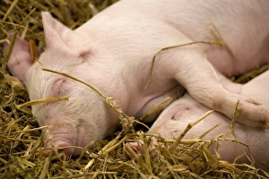 Bedding Prints: Domestic Pig, Large White, two piglets, sleeping on straw bedding, England, october