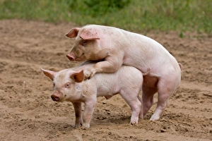 Domestic Pig, Large White x Landrace x Duroc, freerange piglets, playing, mounting sibling, on outdoor unit, England