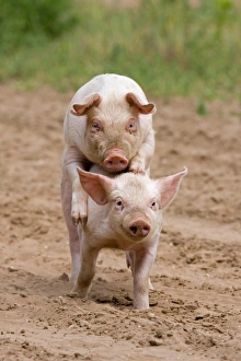 Units Prints: Domestic Pig, Large White x Landrace x Duroc