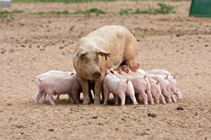 Suckles Prints: Domestic Pig, Large White x Landrace x Duroc