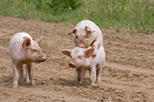 Units Prints: Domestic Pig, Large White x Landrace x Duroc