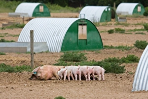Domestic Pig, Large White x Landrace x Duroc, freerange sow with piglets, suckling, with arcs on outdoor unit, England, june