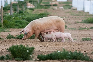 Domestic Pig, Large White x Landrace x Duroc, freerange sow with piglets, suckling, on outdoor unit, England, june